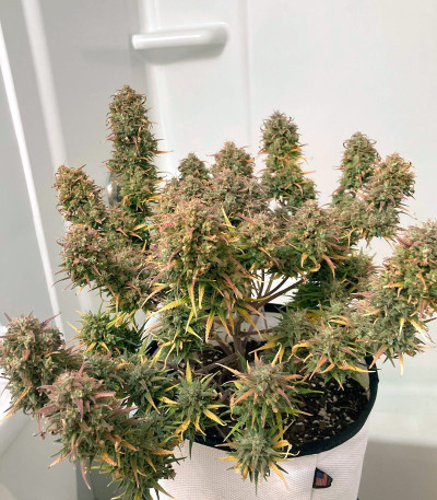 Семена сорта Kosher Cake Auto fem (FastBuds)