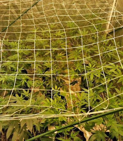 Семена сорта Master Kush fem (Humboldt Seeds)