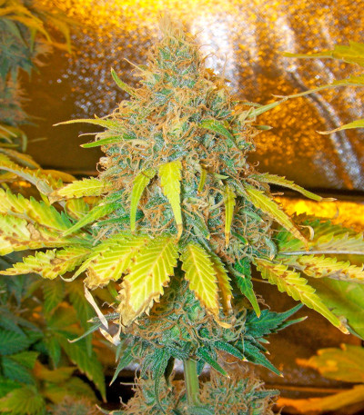 Семена сорта Pure Power Plant fem (Nirvana Seeds)