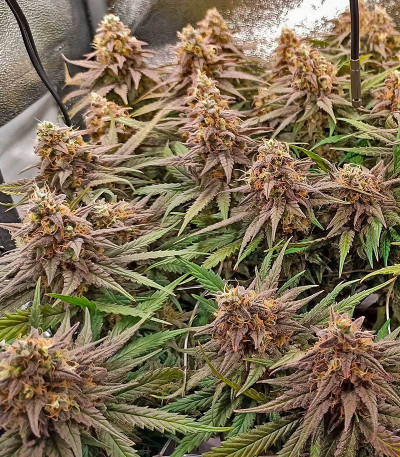 Семена сорта Runtz Punch fem (Herbies Seeds)