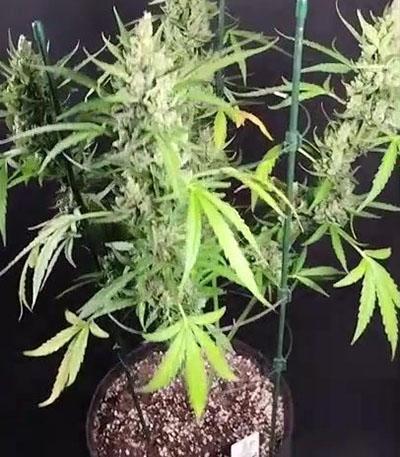 Семена сорта Purple Juice Auto fem (Herbies Seeds)