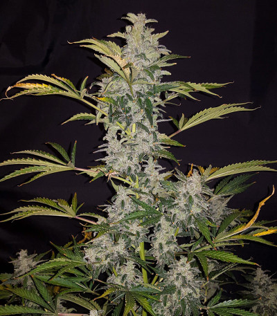 Семена сорта Auto Anesthesia fem (Pyramid Seeds)