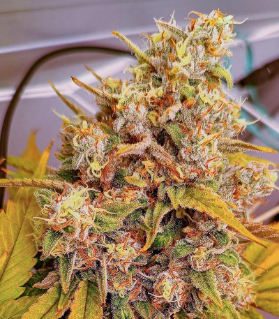 Семена сорта Black Muffin F1 Fast Version fem (Sweet Seeds)