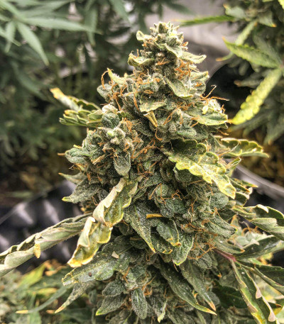 Семена сорта CBD Auto Compassion Lime fem (Dutch Passion)