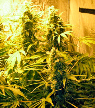 Семена сорта Chronic Haze fem (World of Seeds)