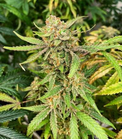 Семена сорта GMO Zkittlez F1 reg (Ethos Genetics)