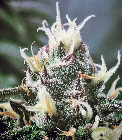 Семена сорта Master Kush reg (Nirvana Seeds)