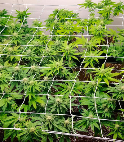 Семена сорта Sherbert Gorilla fem (Dr. Krippling Seeds)