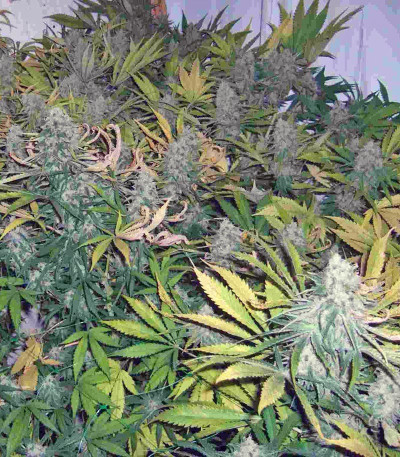 Семена сорта Ganesh Spirit fem (Sweet Seeds)