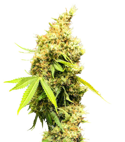 Семена сорта Royal Runtz fem (Royal Queen Seeds)