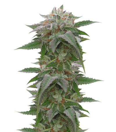 Семена сорта Bubba Kush 2.0 fem