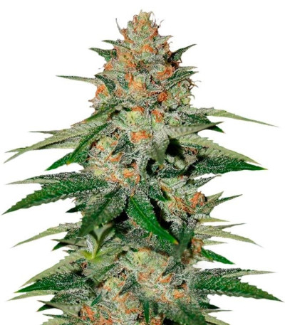 Семена сорта Delicious Candy fem (Delicious Seeds)