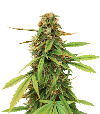 Семена сорта Amnesia Lemon Auto fem (Семяныч)