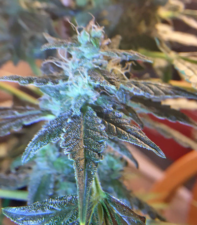 Семена сорта Chocolate Orange Auto fem (Dr. Krippling Seeds)