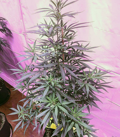 Семена сорта Chocobang fem (Delicious Seeds)