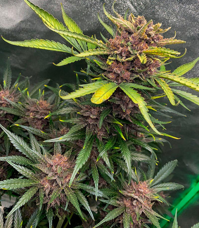 Семена сорта Diablo Rojo XL Auto fem (Sweet Seeds)
