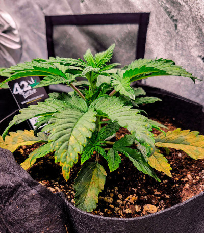 Семена сорта Guava Auto fem (FastBuds)