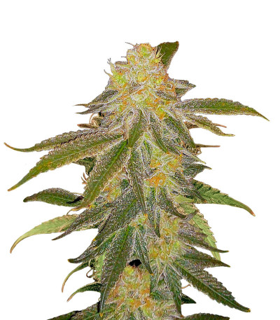 Семена сорта Future #1 fem (Blimburn Seeds)