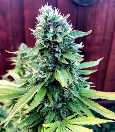 Семена сорта Gorilla Glue #4 fem (Blimburn Seeds)