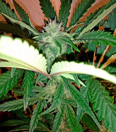 Семена сорта Industrial Plant Autoflowering CBD fem