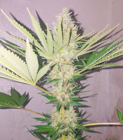 Семена сорта Black Widow fem (Семяныч)