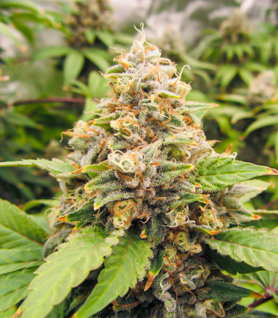 Семена сорта Lord Kush Early Version fem (Delicious Seeds)