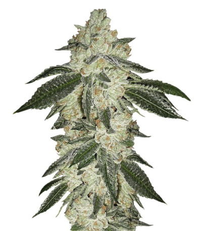 Семена сорта Green Crack Auto fem (FastBuds)