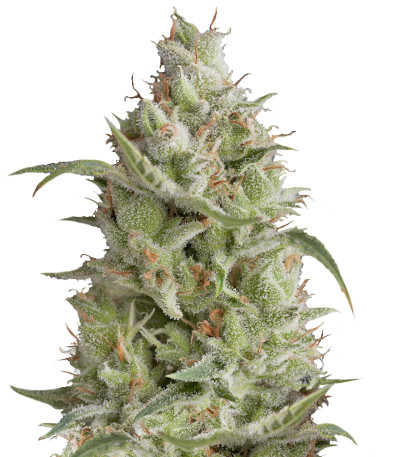 Семена сорта Sumo's OG Kush Auto fem (Sumo Seeds)