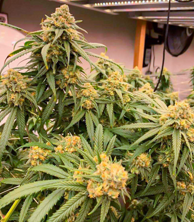 Семена сорта AK 47 Fast Version fem (Семяныч)