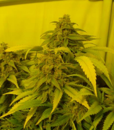 Семена сорта Black Russian fem (Delicious Seeds)