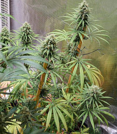 CBD Compassion fem (Dutch Passion)