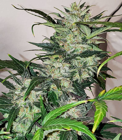 Семена сорта Chocodope fem (Victory Seeds)