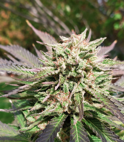 Семена сорта Cookies Haze fem (Kannabia)