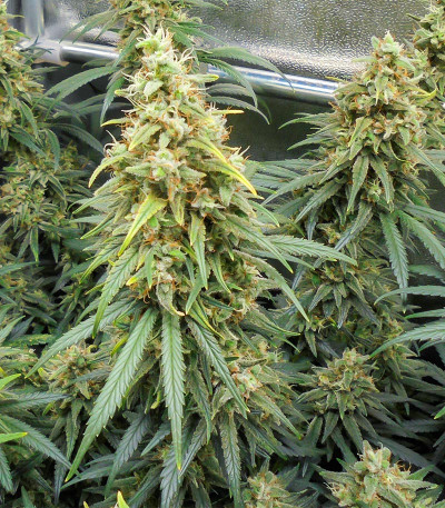 Семена сорта Dozy Whale fem (AlphaFem Seeds)