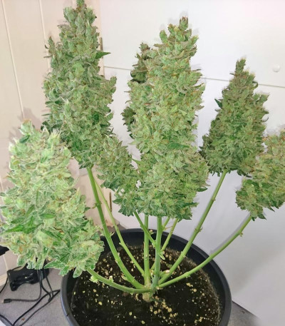 Семена сорта Smokin Gun Auto fem (Dr. Krippling Seeds)