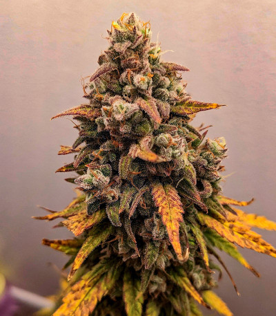 Семена сорта Whiskey Zulu Auto fem (7CH American)