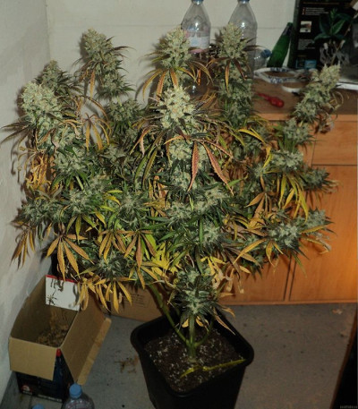 Семена сорта Y Griega fem