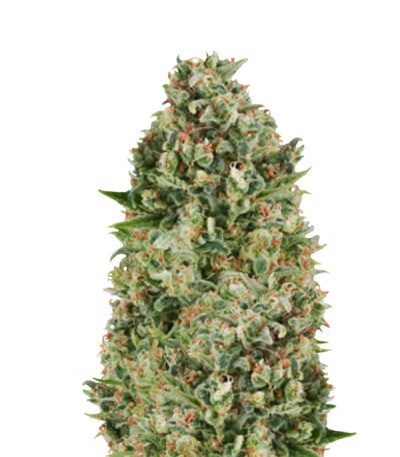 Семена Critical Poison fem соцветия