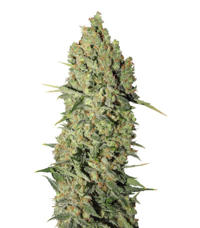 Семена сорта Chronic fem (Serious Seeds)