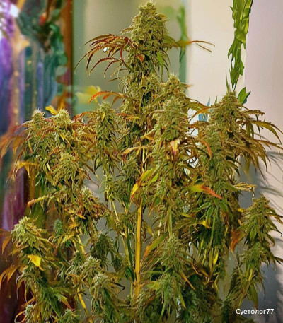 Семена сорта Gorilla fem (Семяныч)