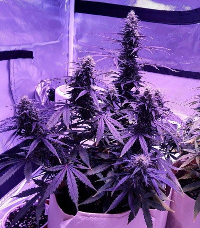 Семена сорта Auto Northern Light fem (Victory Seeds)