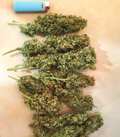 Семена сорта Pharaoh Auto (Auto Tutankhamon) fem (Семяныч)