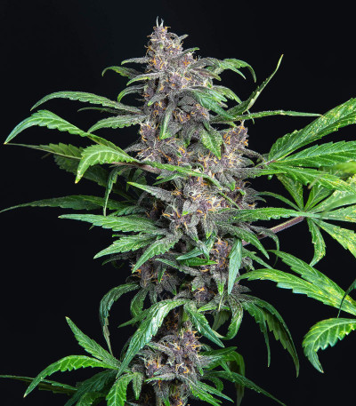 Семена сорта Auto Blackberry Kush fem (Dutch Passion)