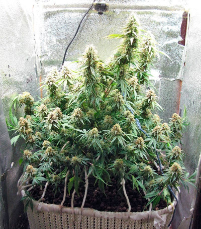 Семена сорта Delahaze fem (Paradise Seeds)