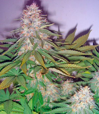 Семена сорта Pato #1 fem