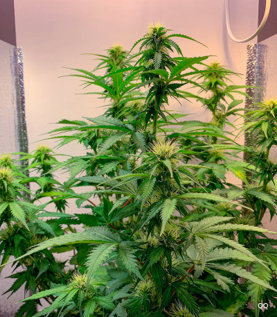 Семена сорта Auto Ak (Auto Ak 47) fem (Семяныч)