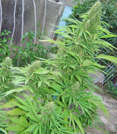 Семена сорта White Widow fem (Семяныч)