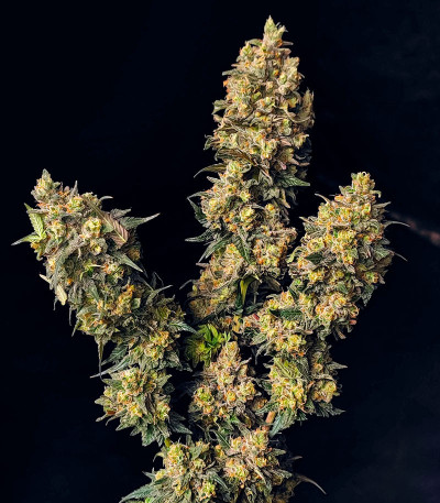 Семена сорта Fullgas fem (Green House Seeds)