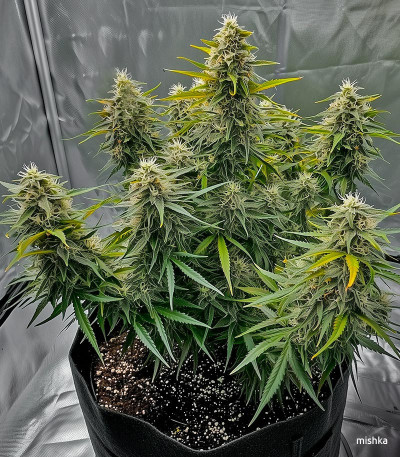 Семена сорта Dos-Vi-Dos Auto fem (Семяныч)