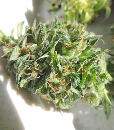 Семена сорта Ogre Auto fem (Doctor’s Choice)